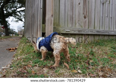 A brown fluffy Yorkshire Terrier puppy wearing a blue winter jacket is sniffing grasses next to old wooden fences in a park in the wintertime.