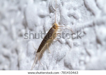 Silverfish (Lepisma saccarina) posed on a white wall