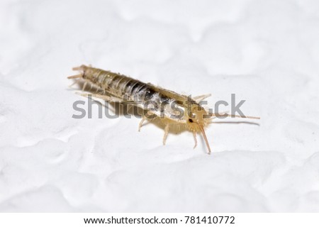 Young silverfish (Lepisma saccarina) posed on a wall
