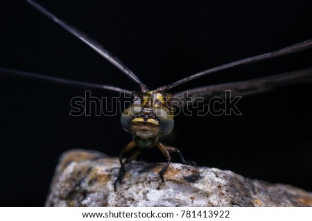 closeup shot of a dragonfly in nature