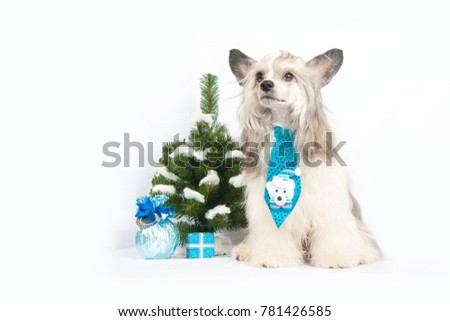 A dog with a tie in a christmas scene