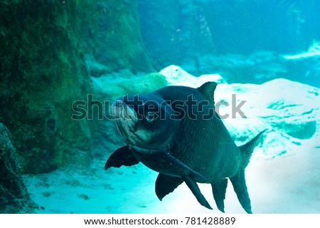 Giant Siamese Carp fish