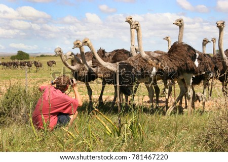 man making pictures from ground level of group of gathered and curious common ostrich, Struthio camelus 