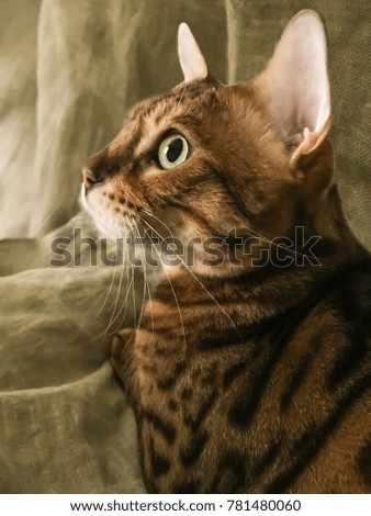 Bengal cat sits on the bed