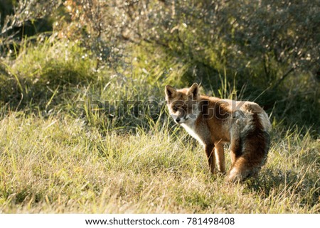 Red Fox Standing on the Grass on A Sunny Day 