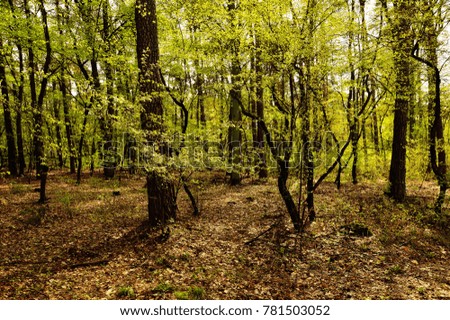 A dense forest on a cloudy day in spring or summer.
