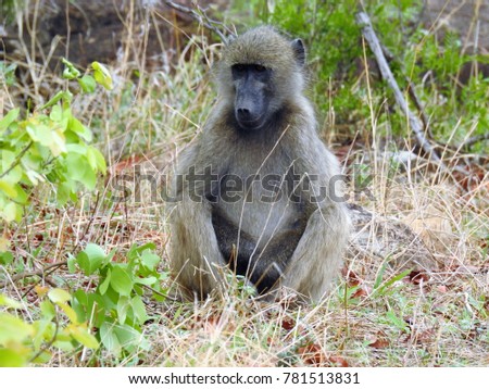Baboon sitting in the grass.