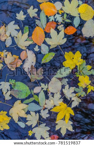Beautifully Reflected Leaves in the Water Surface for 3D Texture