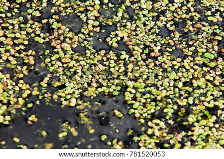 A picture of a swamp, Tina, duckweed. A tiny aquatic flowering plant that floats in large quantities on still water, often forming an apparent continuous green layer on the surface.