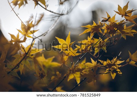 Autumnal maple leaves in blurred background