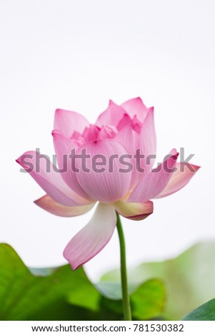 White background of lotus