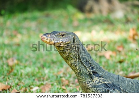 closeup giant Lizard head
