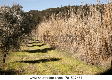 Olive Tree field in Teruel province. Aragon