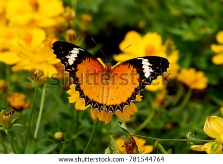 Plain Tiger Butterfly on Mexican Sunflower Closeup 