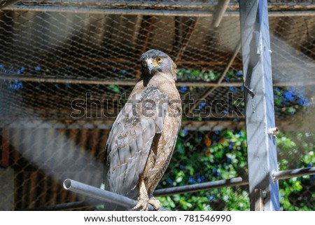 Crested Serpent Eagle is in the cage.