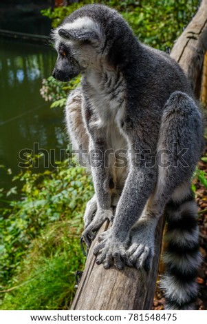 Image with a fluffy lemur profile sitting on a wooden fence and staring at horizon
