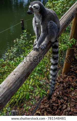Picture with a lemur sitting on a wooden fence and staring at horizon