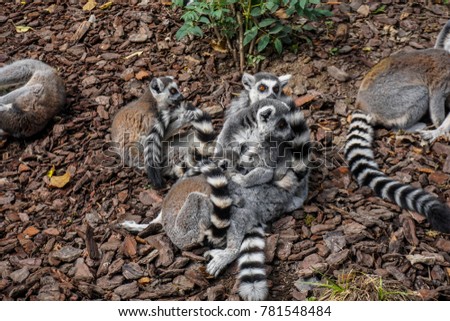 Picture of a lemur family. Lemurs that keep their babies in their arms