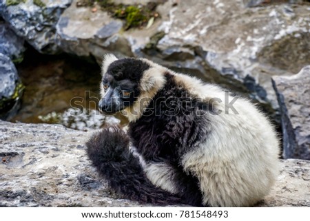 Picture of a sleepy ruffed lemur sitting on a big rock