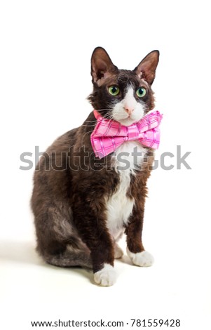 Cat in pink butterfly tie