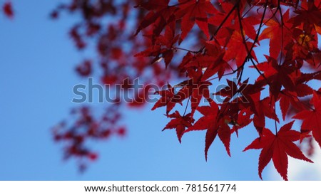 Red Maple and Blue Sky