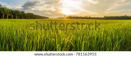 Rice field, Agriculture, paddy, with sunrise or sunset, and flare over the sun, in morning light, Panorama Royalty-Free Stock Photo #781563955