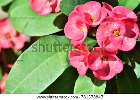 Euphorbia milii Desmoul (Crown of Thorns, Christ Thorn) ; A colorful pink redish petal arranged in subopposite fashion. ornamental plant in front of the house. Increased prominence by green leaves.