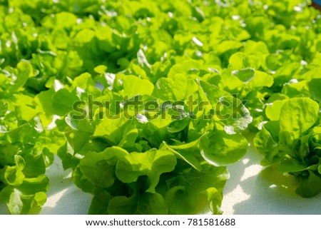 a front selective focus picture of organic vegetable garden in hydroponic farm.