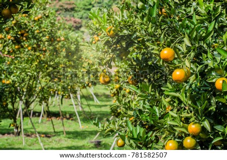 Orange tree, orange farm in the hill