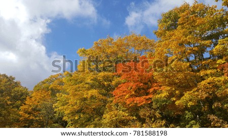 The Autumn at Japan due in November So Cool 