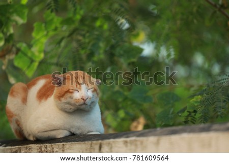 lonely cat on concrete wall