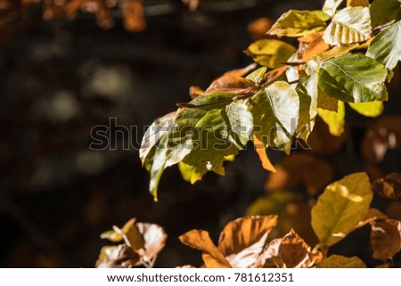 Branch with green leaves of a tree. Natural light from the sun