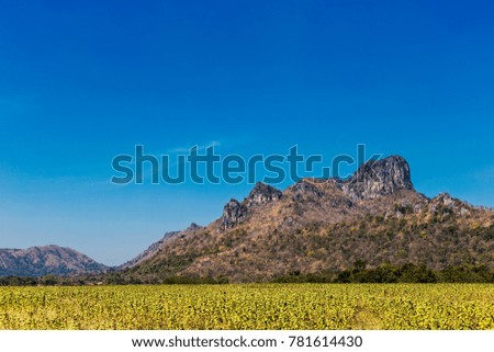 Sunflower field with blurred hill background.