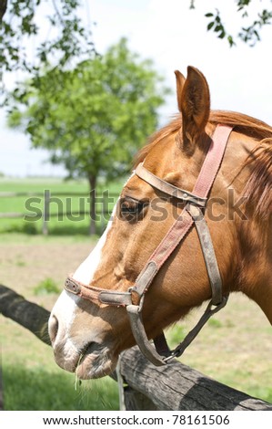 Beautiful horse portrait
