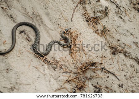 Wild Fauna. Herpetology. A snake on the sand. Water too.