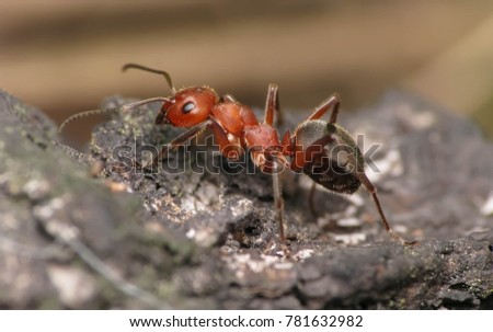 macro photography of red ant in Poland on a piece of wood with a blurred background