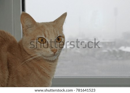 Closeup picture of a cute cat looking through the window 