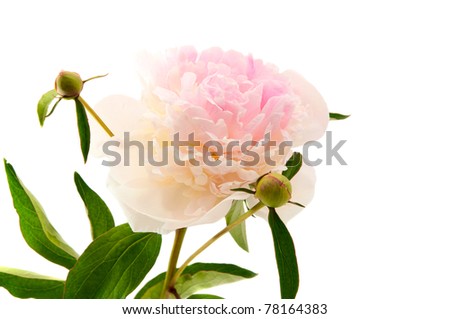 Peony on a white background