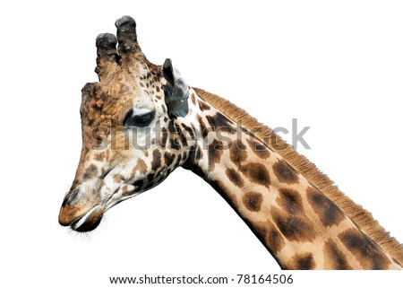 Profile portrait of giraffe (Giraffa camelopardalis) isolated on white background