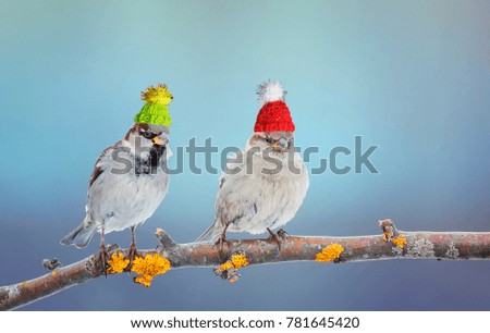 a pair of cute little Sparrow bird sitting in a tree in the garden on a bright day in winter knit hats