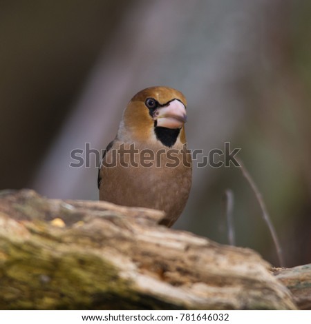 Wildlife photo, hawfinch standing on old trunk with moss, Slovakia forest, Europe