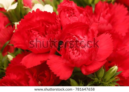 red Dianthus caryophyllus