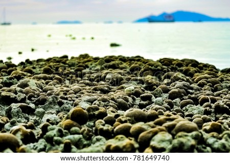 Coral field on the beach at Koh Lipe island in the Andaman Sea Thailand near tourist accommodation ,Coral Bleaching