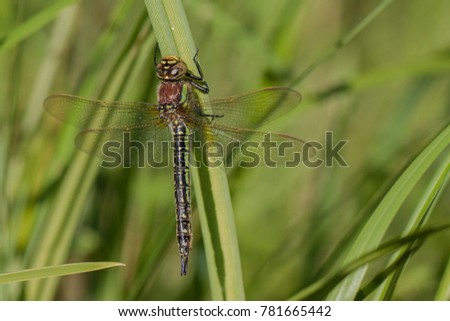Hairy hawker dragonfly - Brachytron pratense - female