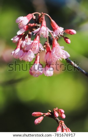 Soft focus, beautiful cherry blossom, Prunus cerasoides in Thailand, bright pink flowers of Sakura on the high mountains of Chiang Mai. Spring background and beautiful natural scenery.