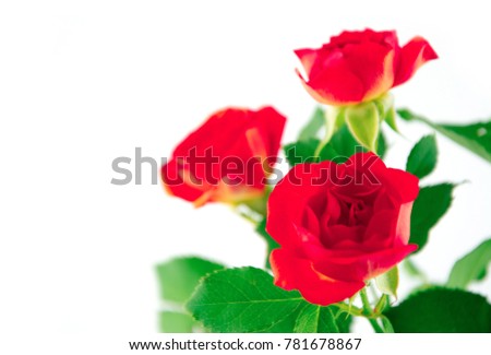 Beautiful rose isolated on white. Orange rose. Perfect for background greeting cards and invitations of the wedding, birthday, Valentine's Day, Mother's Day. Border of yellow roses