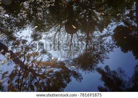 reflection of forest in water