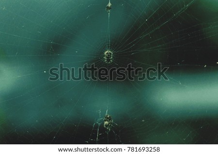 close up on spider web with blurry background