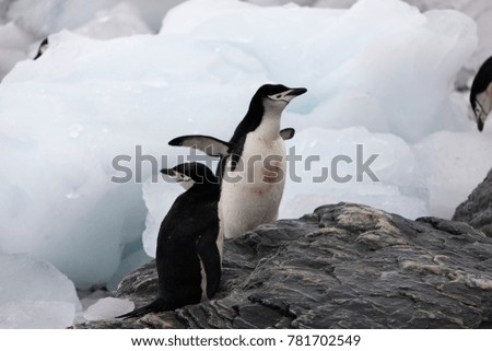 Subantarctic penguins in South Orkney islands