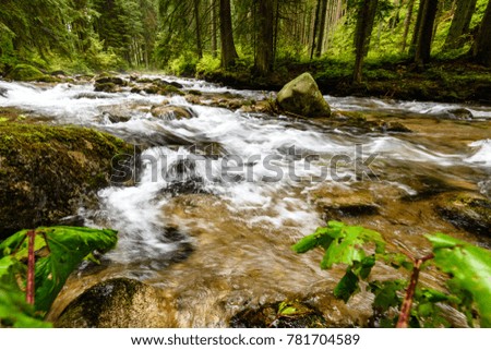 mountain river in summer with stream and high water in forest